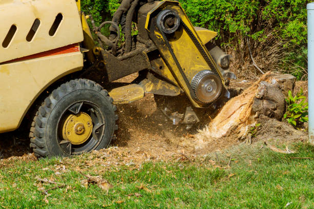 Best Tree Disease Treatment  in Shenandoah, LA